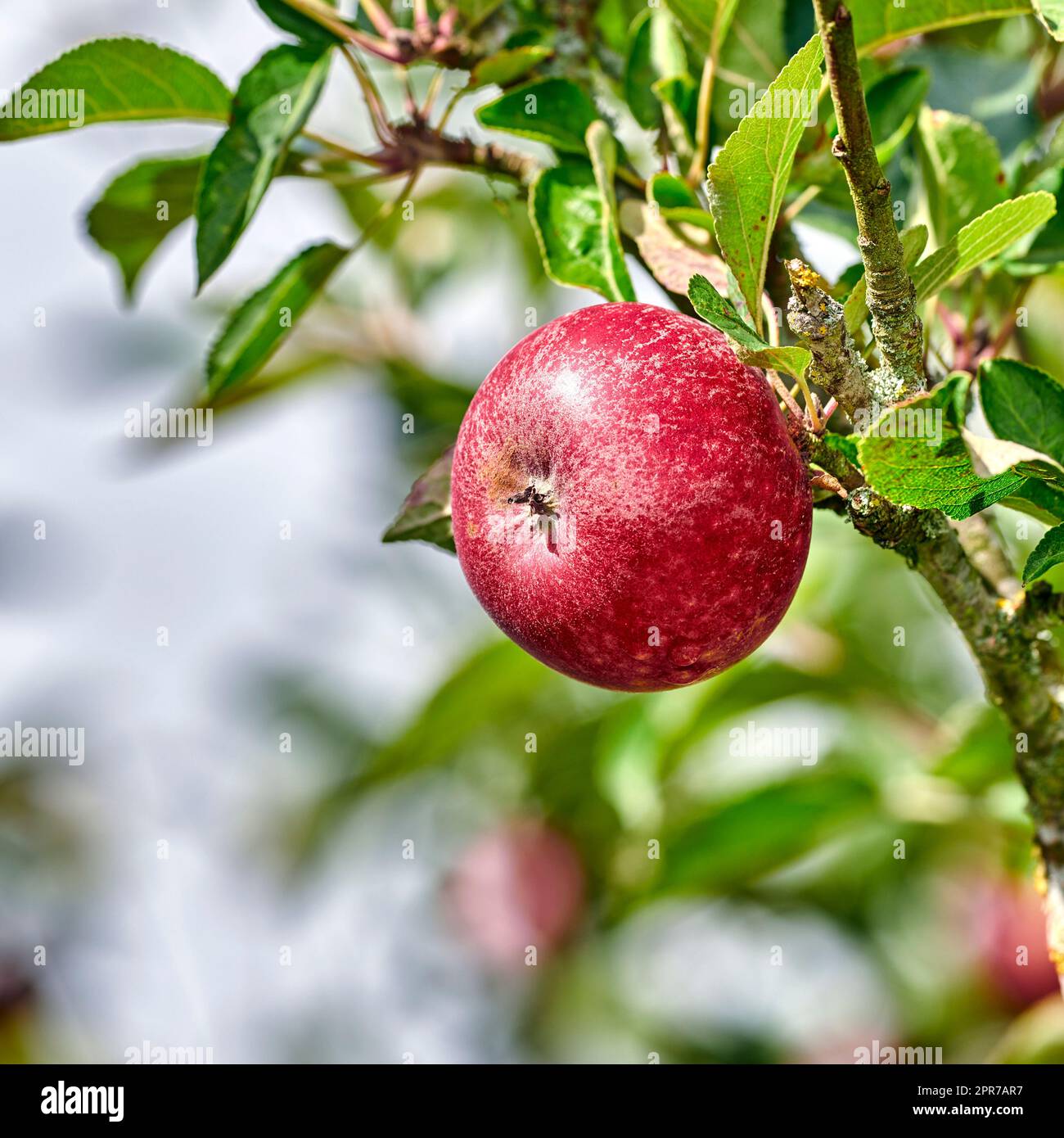 Ein Apfel pro Tag hält den Arzt fern. Das Apfelpflücken hat noch nie so verlockend ausgesehen - eine wirklich gesunde und verlockende Leckerbissen. Stockfoto