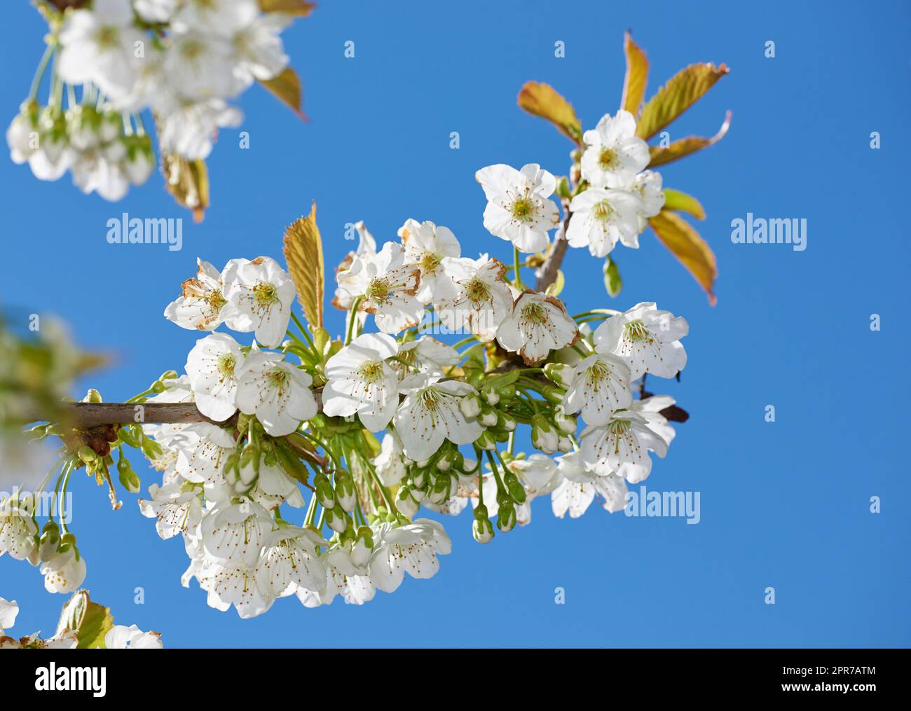 Mirabella blüht im Frühling. Nahaufnahme von weißen Blumen auf dem Ast gegen den blauen Himmel an einem sonnigen Tag. Blühender Pflaumenbaum Mirabelle (Prunus domestica L.) im Frühling. Stockfoto