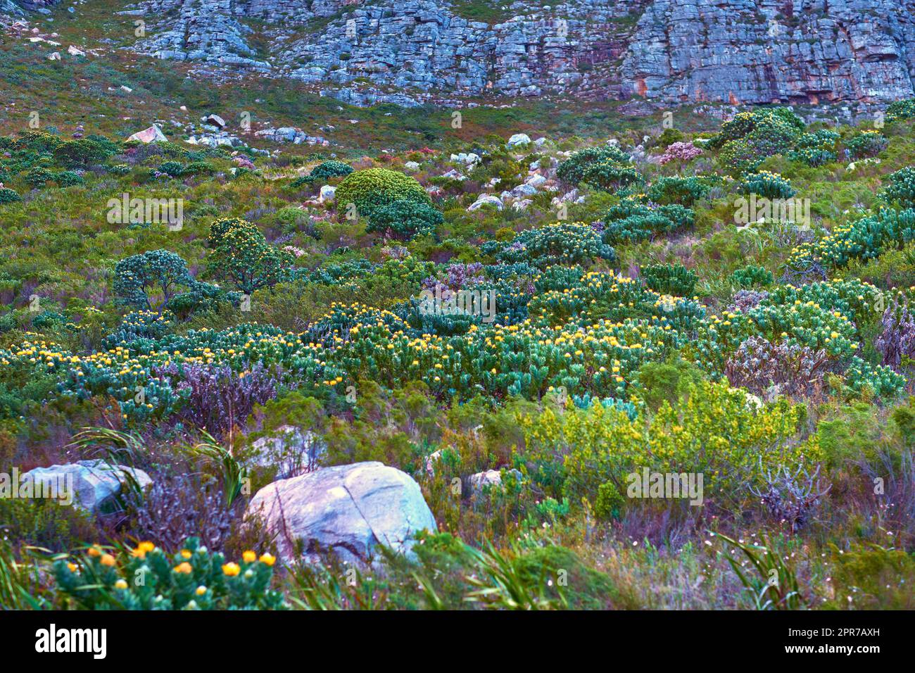 Landschaftsblick auf den Tafelberg, Kapstadt im Westkap, Südafrika. Wunderschöne Landschaft mit organischen Fynbos-Pflanzen, die tagsüber auf einem felsigen ökologischen Feld wachsen. Ein Naturdenkmal für Wanderungen Stockfoto