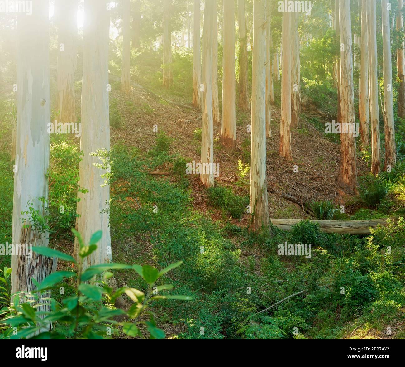 Landschaft mit Pinienwald und üppigen Sträuchern in den Bergen an einem sonnigen Tag. Schlanke Baumstämme und Grünflächen in einer abgeschiedenen Naturszene. Tourismus oder Wandern in der Natur in Südafrika, Westkap Stockfoto