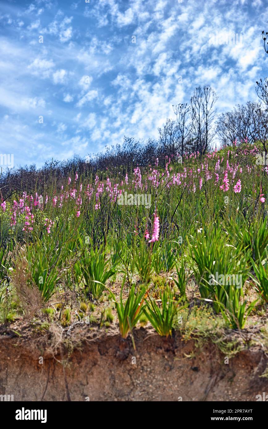 Üppige violette Vygie-Blumen und Sträucher wachsen auf dem Tafelberg in Kapstadt, Südafrika. Flora und Pflanzen in einem friedlichen Ökosystem und unkultiviertes Naturschutzgebiet im Sommer Stockfoto