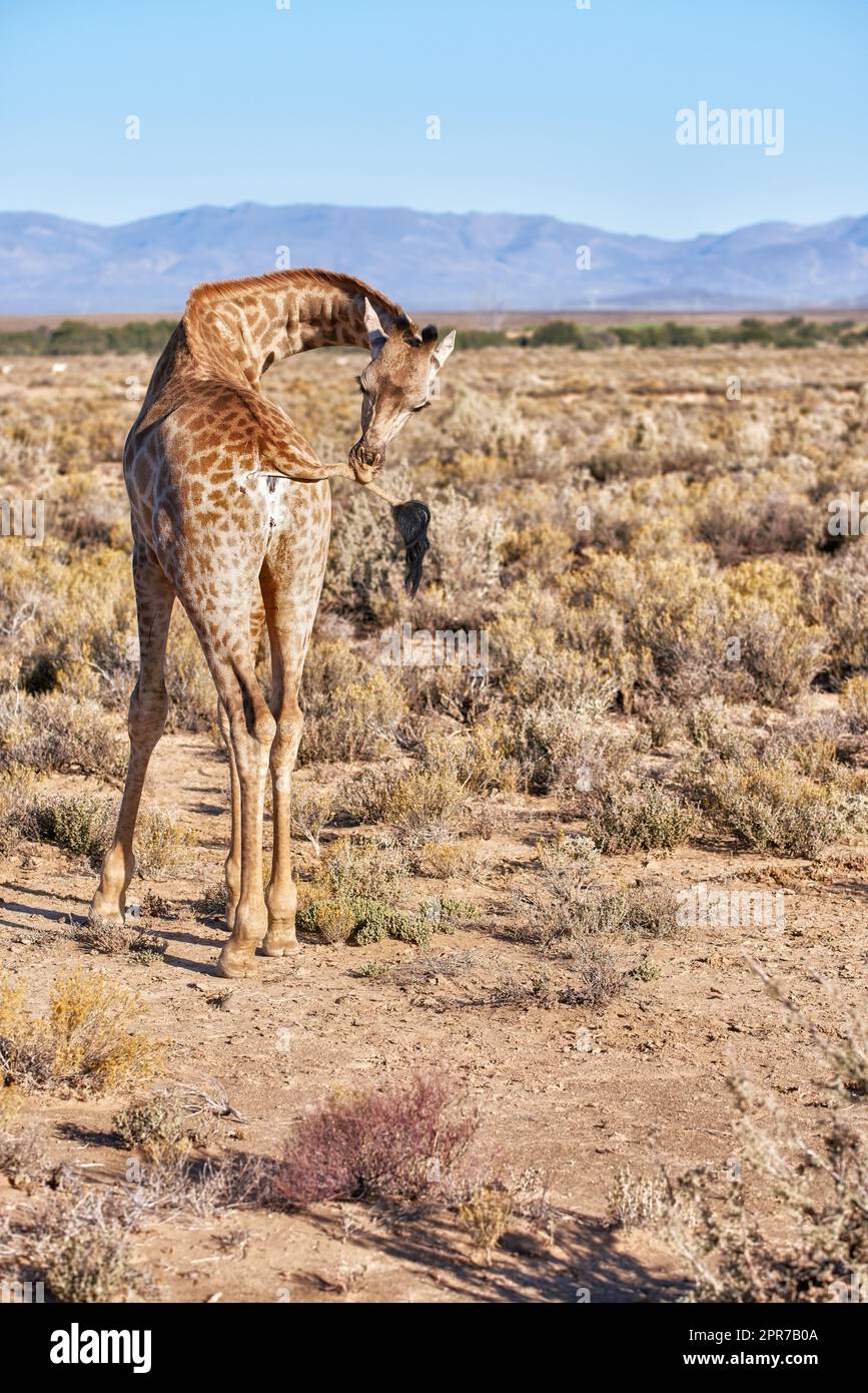 Giraffe in einer Savanne in Südafrika von hinten an einem sonnigen Tag vor einem blauen Himmel-Hintergrund. Ein großes wildes Tier mit langem Hals, das auf einer Safari in einem trockenen und verlassenen Nationalpark gesichtet wurde Stockfoto