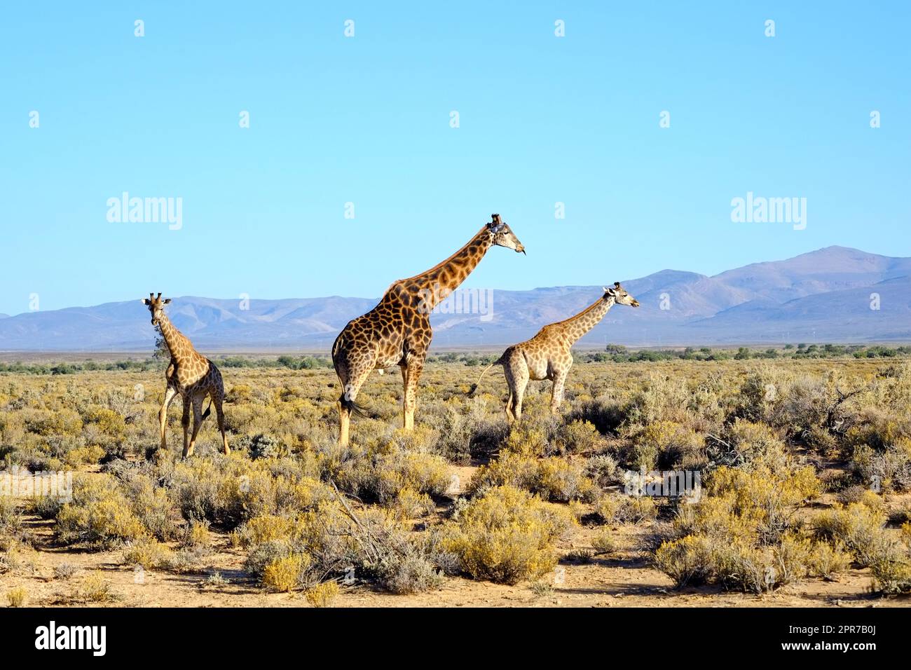 Große Giraffen in der Savanne in Südafrika. Der Schutz der wildlebenden Tiere ist wichtig für alle Tiere, die in freier Wildbahn leben. Tiere, die auf einer Safari durch einen Wald vor einem klaren, blauen Himmel spazieren Stockfoto