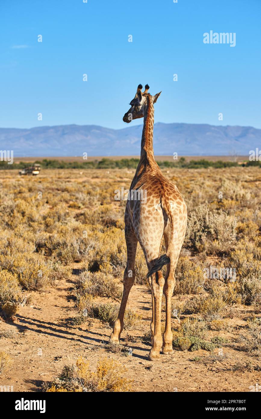 Elegante Giraffe in der Savanne in Südafrika. Der Schutz der wildlebenden Tiere ist wichtig für alle Tiere, die in freier Wildbahn leben. Kostenloses Tier, das in einem Waldgebiet bei einer Safari vor einem klaren, blauen Himmel spaziert. Stockfoto