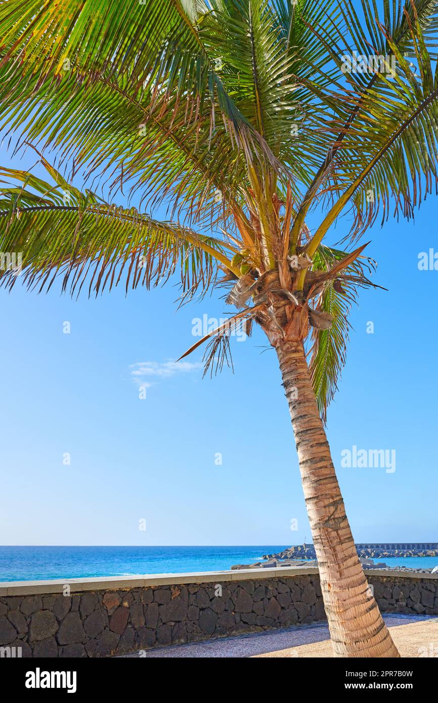 Eine hohe Palme auf einer Terrasse oder Veranda mit Blick auf den Ozean in einem beliebten Touristenresort in Santa Cruz, La Palma, Kanarische Inseln. Ein ruhiger und tropischer Inselurlaub, Urlaub und Reiseziel Stockfoto