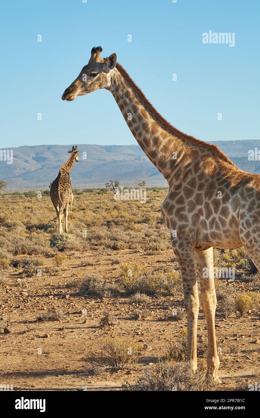 Giraffen auf der Safari an einem heißen Sommertag in freier Wildbahn. Wildtier-Nationalpark mit wilden Tieren, die auf trockenem Wüstensand in Afrika spazieren gehen. Ein langhalsiges Säugetier in der Savanne Stockfoto