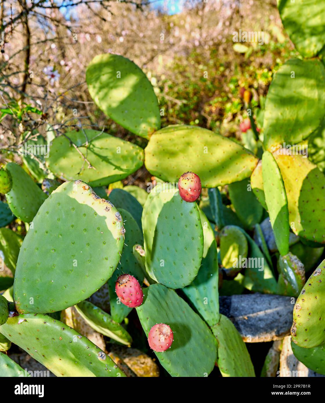 Schließung von Kaktusfrüchten mit Stachelbirne, die auf einer grünen Kaktuspflanze wachsen, die auf den Kanarischen Inseln, Spanien, angebaut wird. Exotische Pflanzen, die an einem hellen und sonnigen Sommertag auf einem ökologischen Feld oder im ländlichen Wald gedeihen Stockfoto
