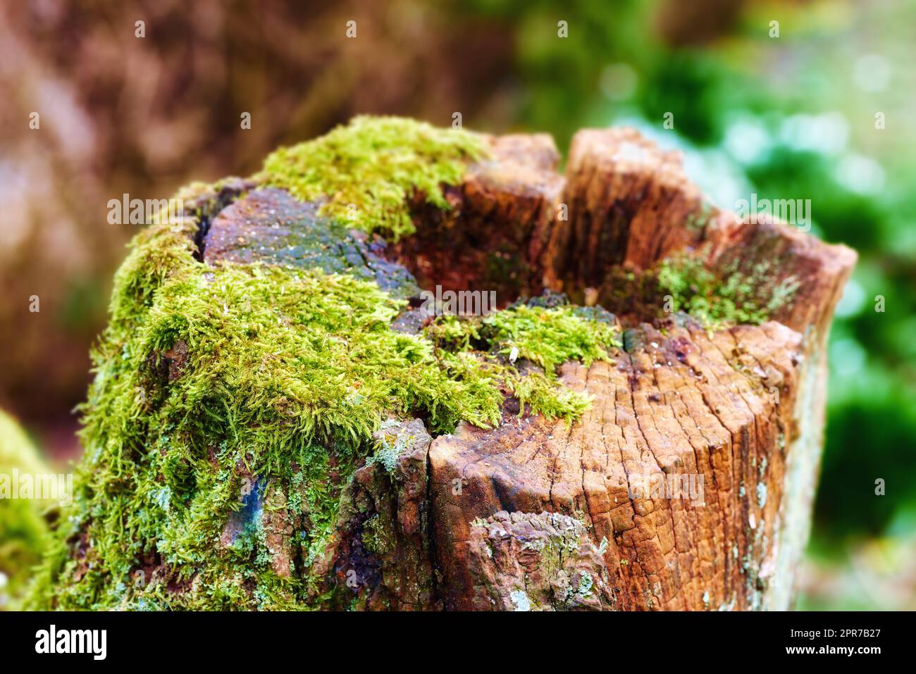 Die Nahaufnahme eines alten, moosigen Eichenstammes in einem abgeschiedenen Wald. Gehackter Baumstumpf, was auf Entwaldung und BaumFällen hindeutet. Makrodetails von Holz und Rinde in der Wildnis für einen Naturhintergrund Stockfoto