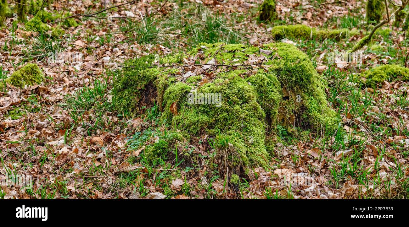 Grünes Moos auf einem Baumstumpf mit getrockneten braunen Blättern Waldweg auf dem Land zum Wandern und Erkunden Landschaft mit Baumstämmen und schnappt im Frühling in den Wäldern Stockfoto