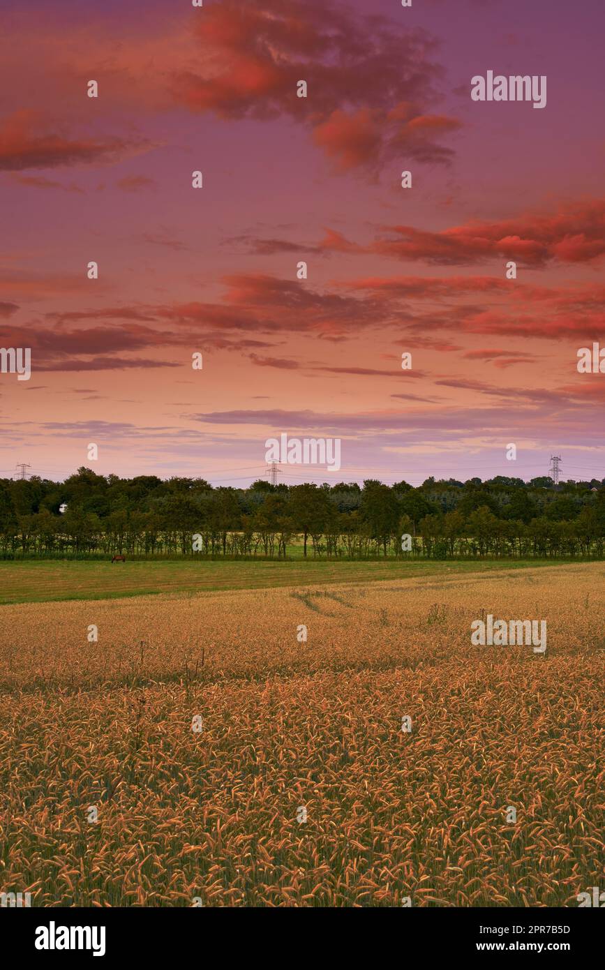 Landschaftsbild eines leeren Feldes in der Sommerernte. Abgeschiedene und abgelegene Farm für den Anbau von Getreide vor einem rosa bewölkten Himmel am Morgen. Landwirtschaftliche Felder oder Grünland auf dem Land Stockfoto