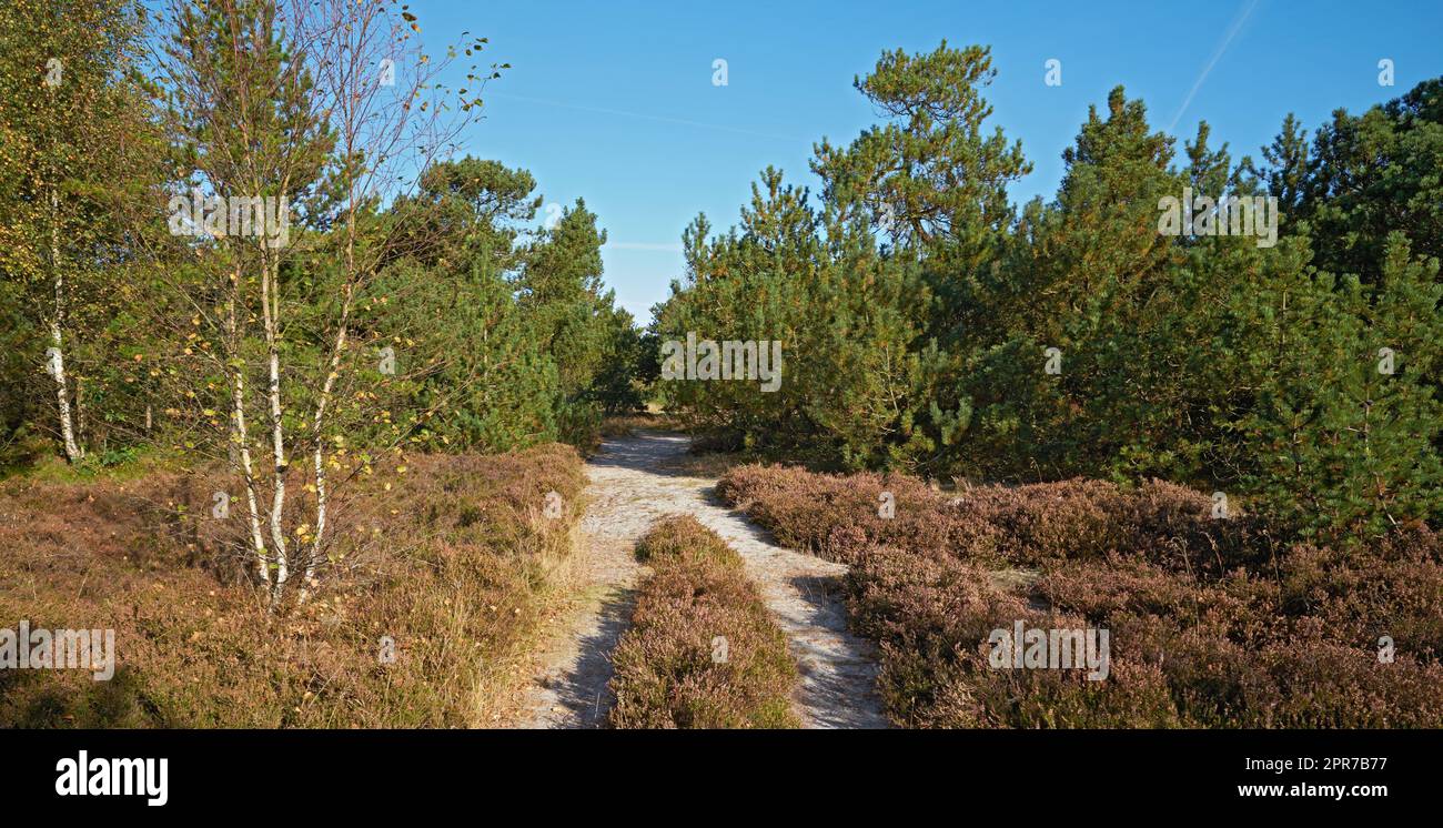 Landschaftsblick auf einen Pfad in einem üppigen grünen Wald mit Bäumen im Sommer. Ein Wanderweg für Spaziergänge, Wanderungen und Abenteuer in einem Waldgebiet auf dem Land. Verlassene und abgeschiedene Wälder mit einem Fußweg in der Natur Stockfoto