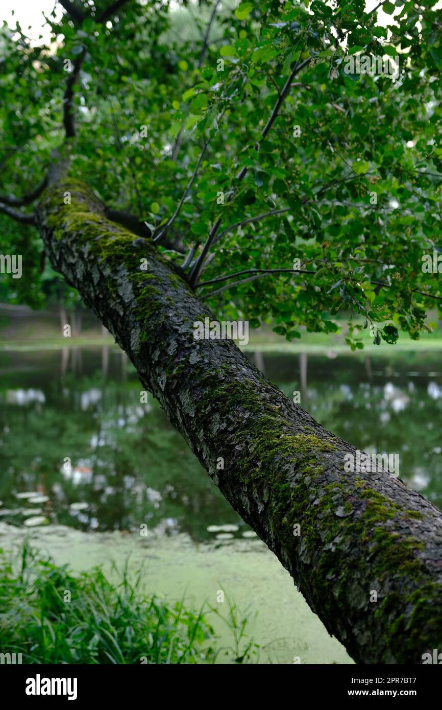 Schließen Sie die alte Rinde an einem großen Baum mit Ast und Blatt Stockfoto