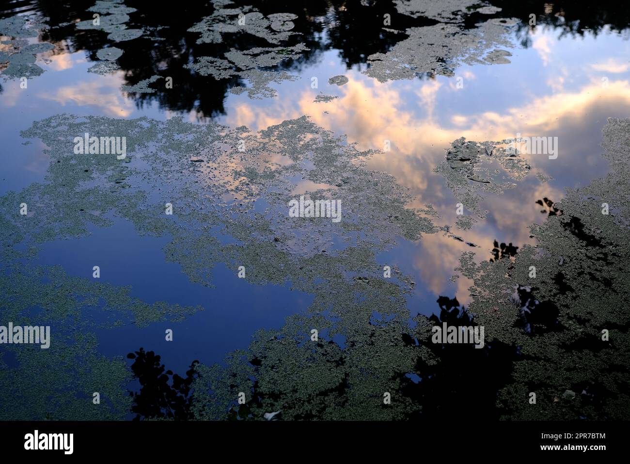 Nahaufnahme der Teichfläche vom Boden aus mit Reflexion des wolkigen Himmels im Sommer Park und Aquatic Gardens während des Lotus and Water Lily Festivals Stockfoto