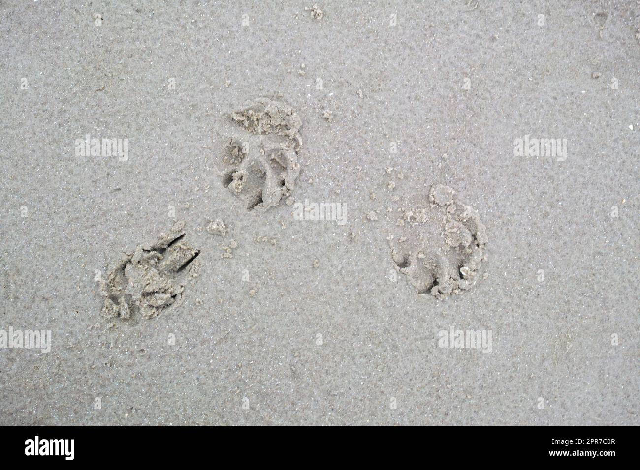 Nahaufnahme über dem Fußabdruck eines Hundes oder einer Katze am Ufer des Strandes. Winzige niedliche kleine Tierpfoten, die an einem Sommertag am Strand oder am See in den nassen und feuchten Sand eingraviert sind. Stockfoto