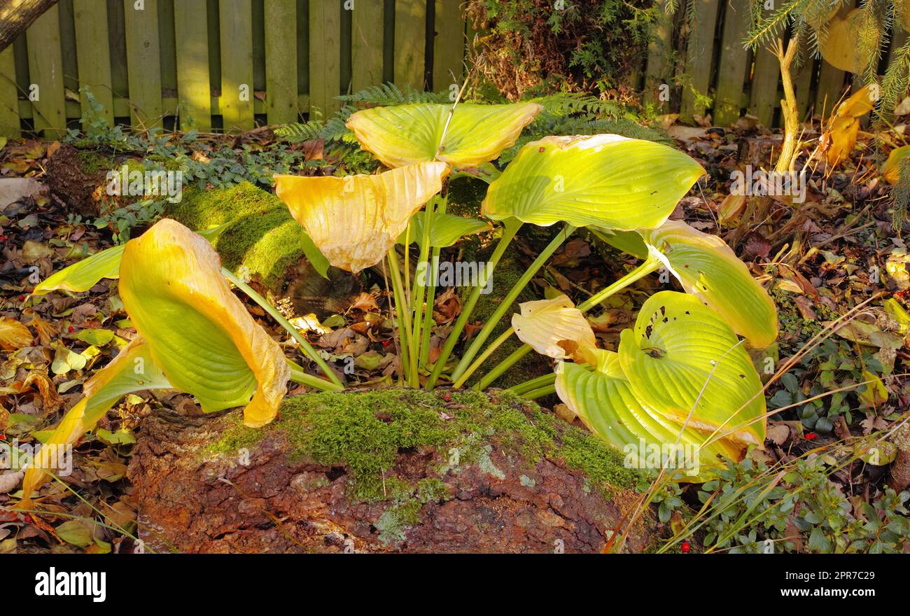 Wunderschöne, hellgrüne Blätter, Zierpflanze Hosta. Im Herbst verblassende gelb-grüne Blätter von Hosta. Blattwerk der Hosta-Pflanzen. Chlorose Chlorophyll in der grünen Hosta-Anlage im Herbst nicht vorhanden. Stockfoto