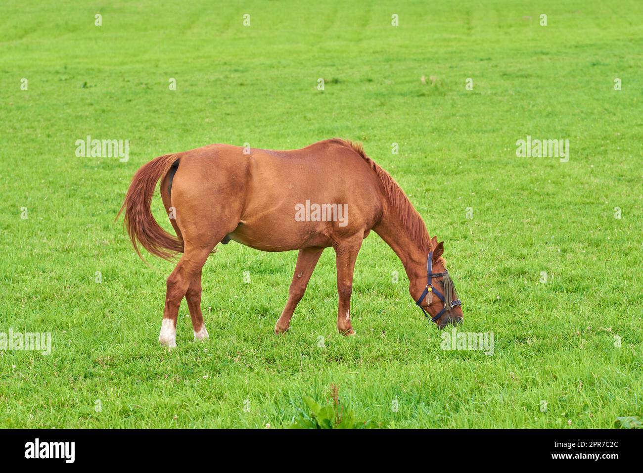 Kleines braunes Pferd, das allein von einem Feld im Freien grünes Gras isst, mit viel Platz an sonnigen Tagen. Süßes Kastanienpony, das frei auf einer Weide in ländlicher Umgebung herumläuft. Fohlen wird als Rennpferd aufgezogen Stockfoto