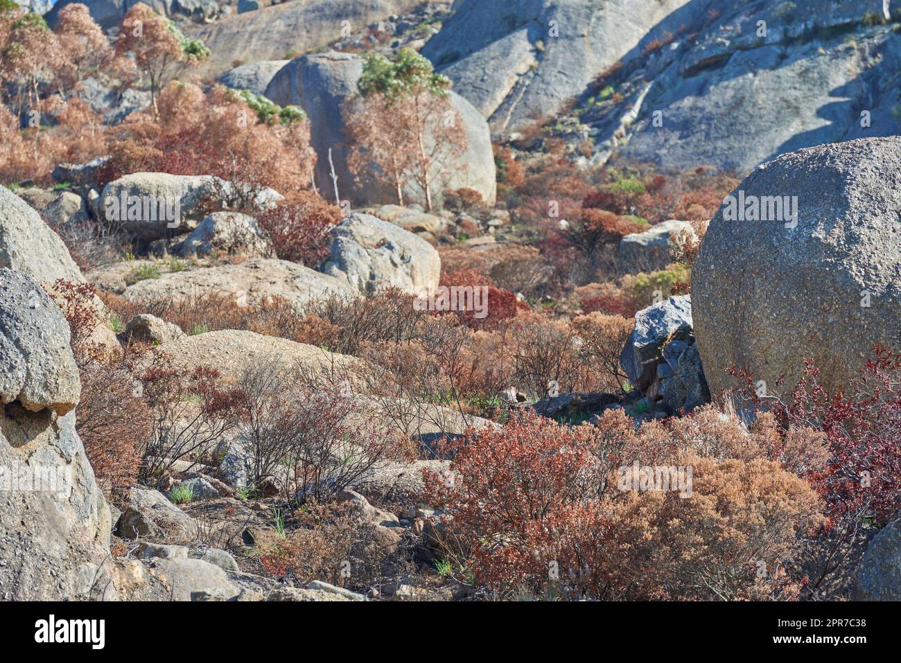 Große Felsen auf einem Berg Lions Head in Kapstadt, Südafrika. Große Steine und trockene braune Pflanzen im Freien auf einer Wanderung. Wilde Landschaft oder Felsbrocken auf dem Boden in der Nähe eines buschigen Gebiets Stockfoto