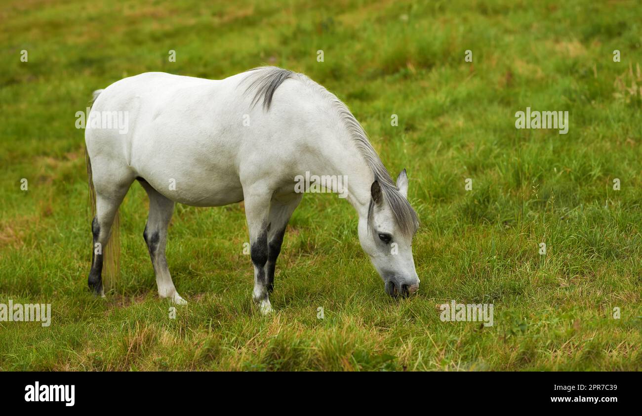 Ein wunderschönes weißes Pferd, das draußen auf einer Farm oder Ranch auf einer üppigen grünen Weide weidet. Ein Tier steht an einem sonnigen Tag auf Ackerland. Ein ruhiges Pferd, das frisches grünes Gras auf einer Frühlingslandschaft isst Stockfoto