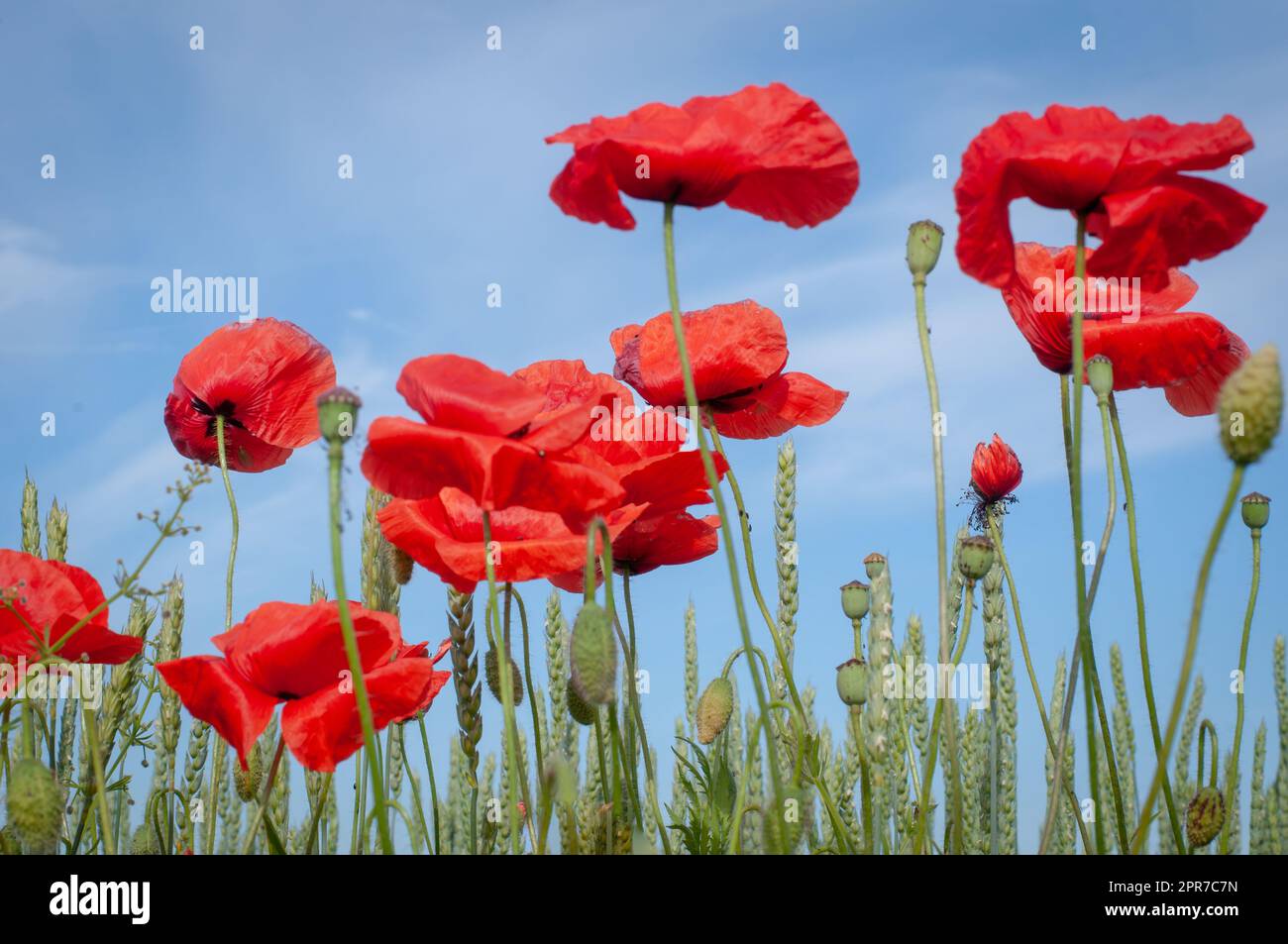 Mohn (papaver rhoeas) in einem Getreidefeld. Stockfoto