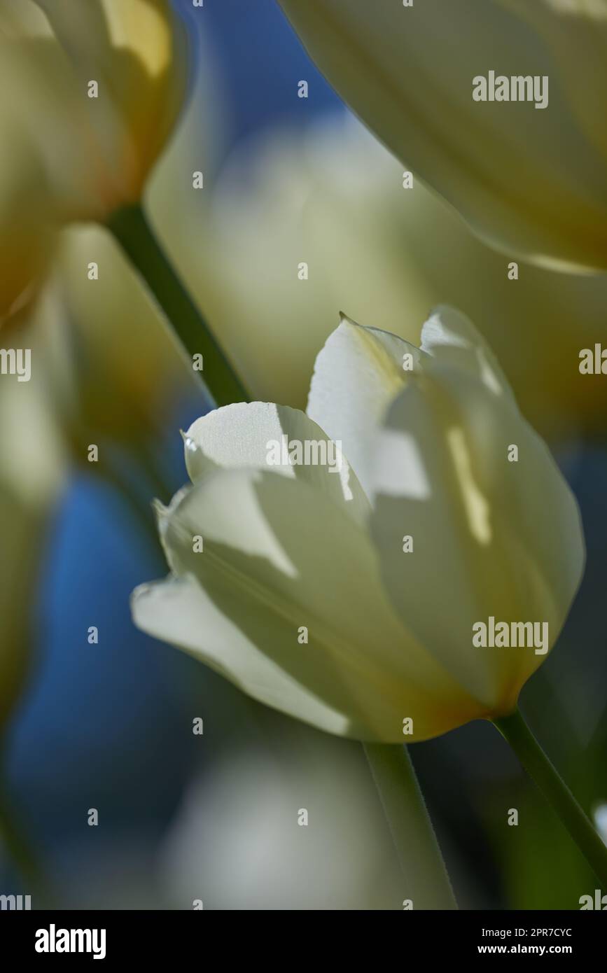 Weiße Tulpenblumen wachsen im Garten im Freien. Vervollständigung wunderschöner blühender Pflanzen mit weichen Blütenblättern, die Reinheit und Unschuld symbolisieren, die an einem sonnigen Frühlingstag in der Natur blühen und blühen Stockfoto