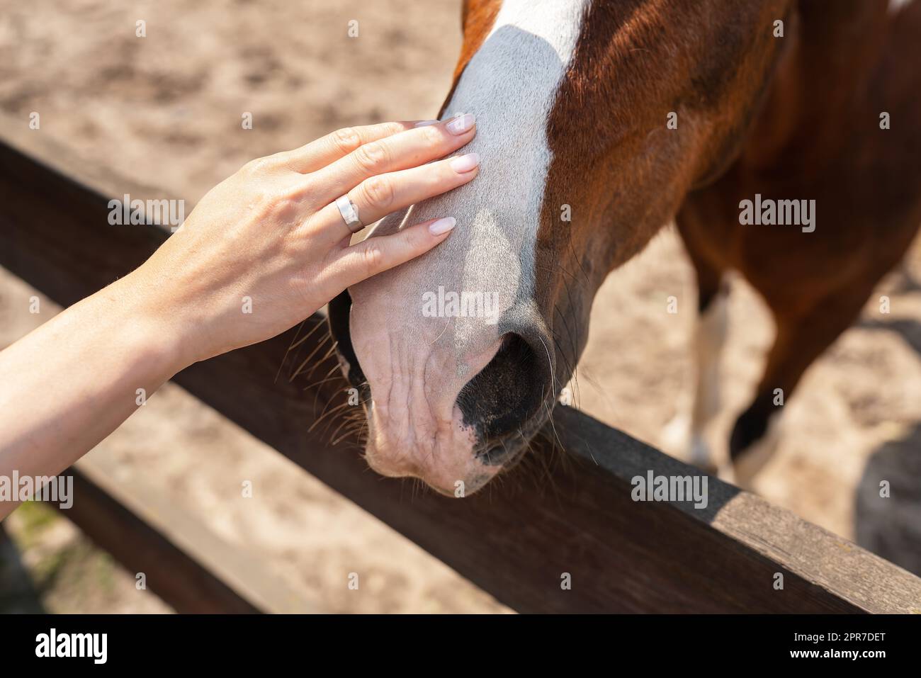 Dunkles Bay Horse in Paddock an einem sonnigen Tag. Wunderschönes Haustier, Reiten, Streichelzoo, Tierbehandlung. Stockfoto