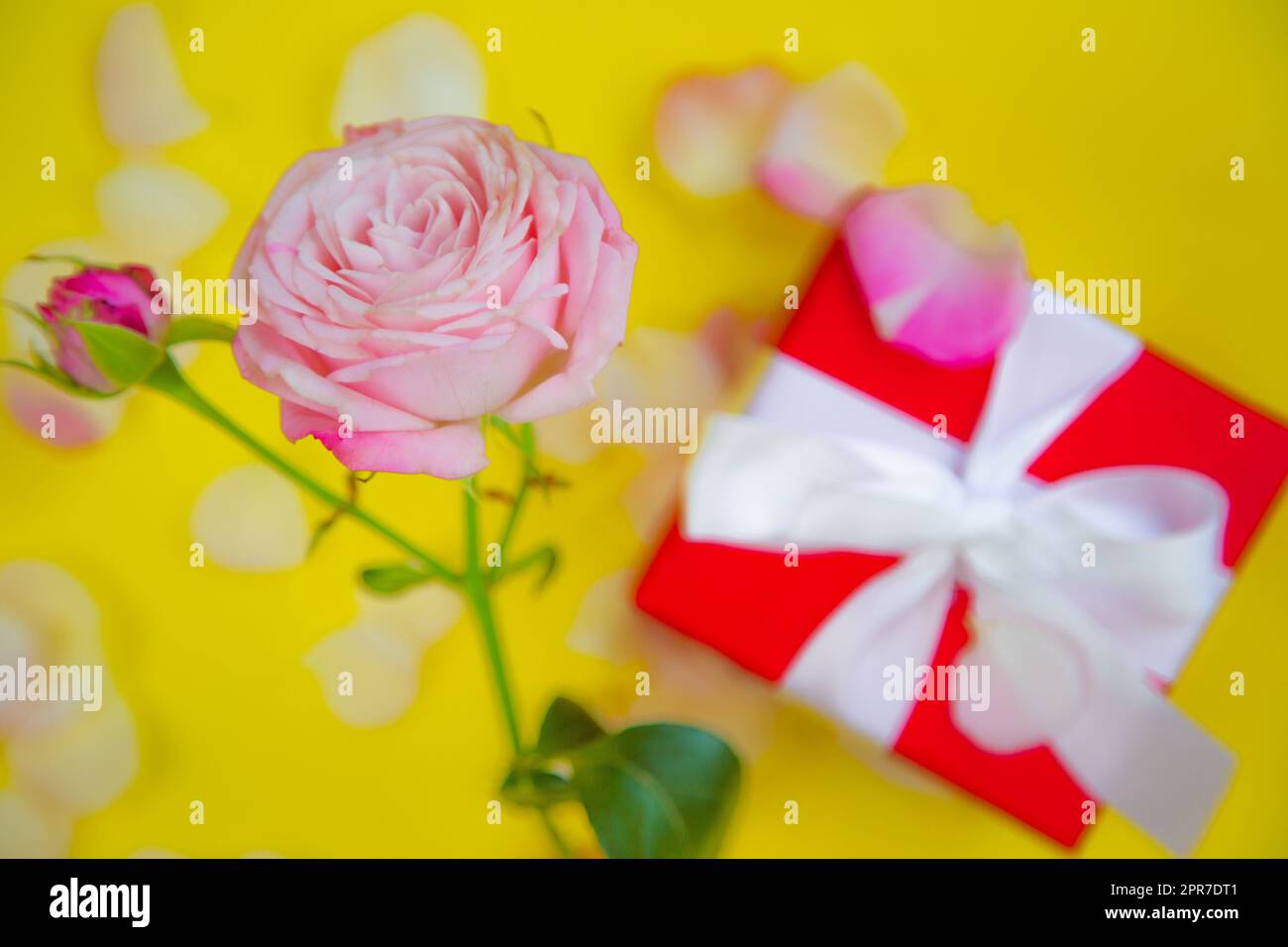 Eine Rosenblume und ein Geschenk in einem roten Paket mit weißem Band stehen auf gelbem Hintergrund, umgeben von Blütenblättern mit einem Platz für Text Stockfoto