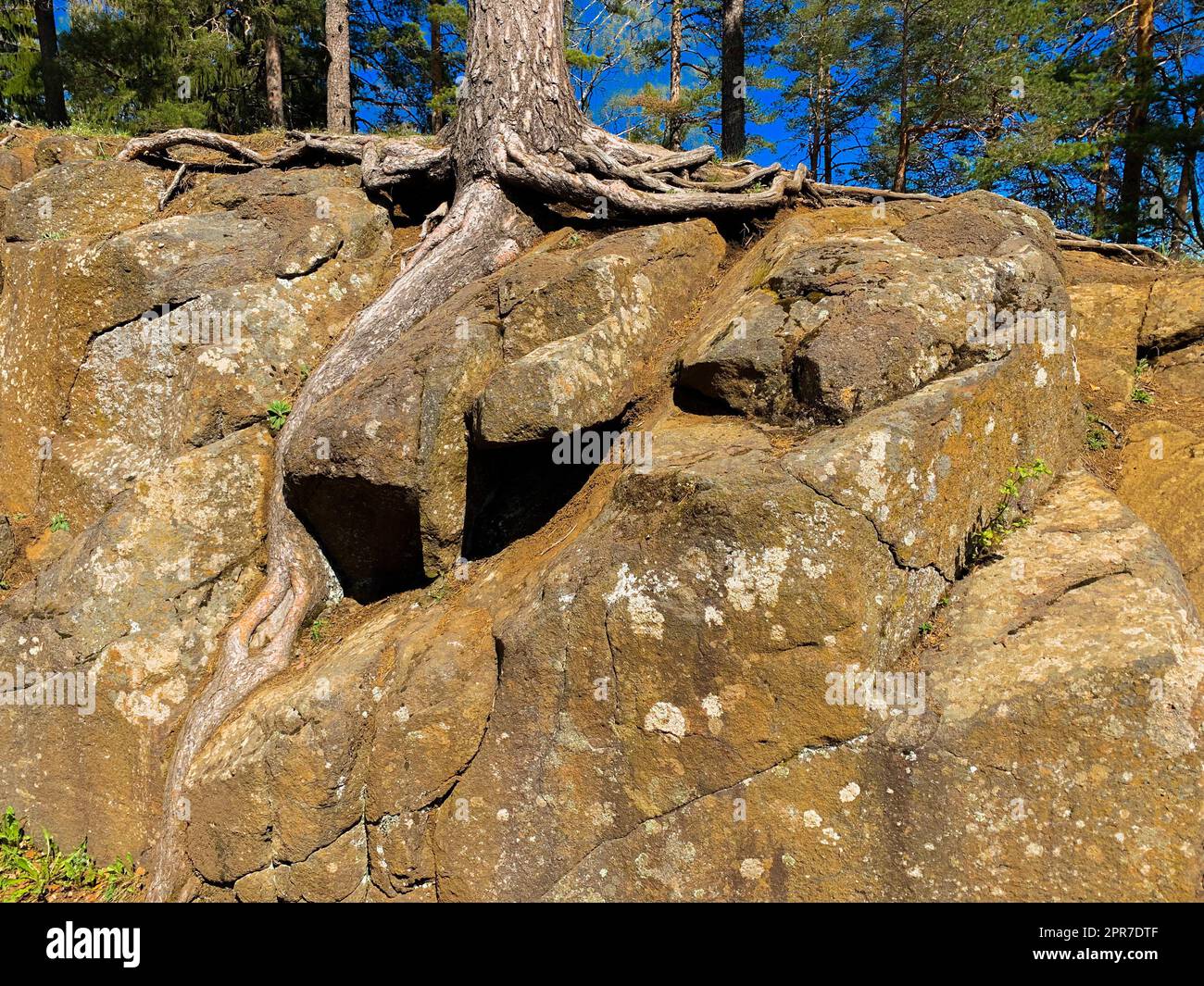 Baumwurzeln brechen durch den Stein Stockfoto