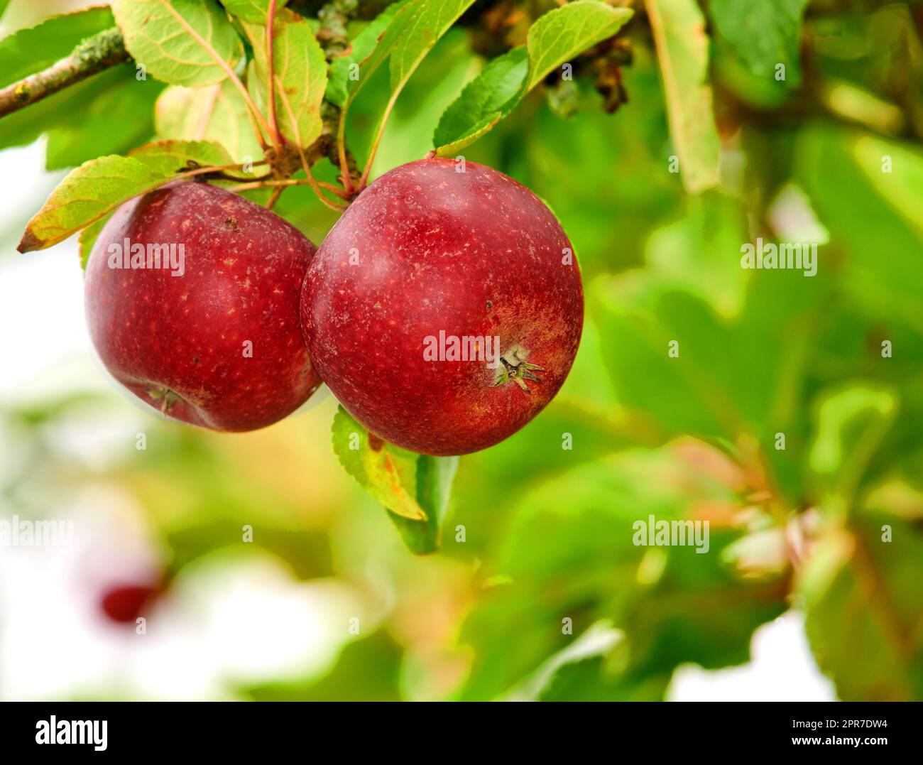 Nahaufnahme von zwei roten Äpfeln, die auf einem grünen Apfelbaum wachsen, mit Bokeh-Hintergrund auf einer nachhaltigen Obstplantage in abgelegener Landschaft. Zucht frischer, gesunder Snackfrüchte für Ernährung und Vitamine Stockfoto