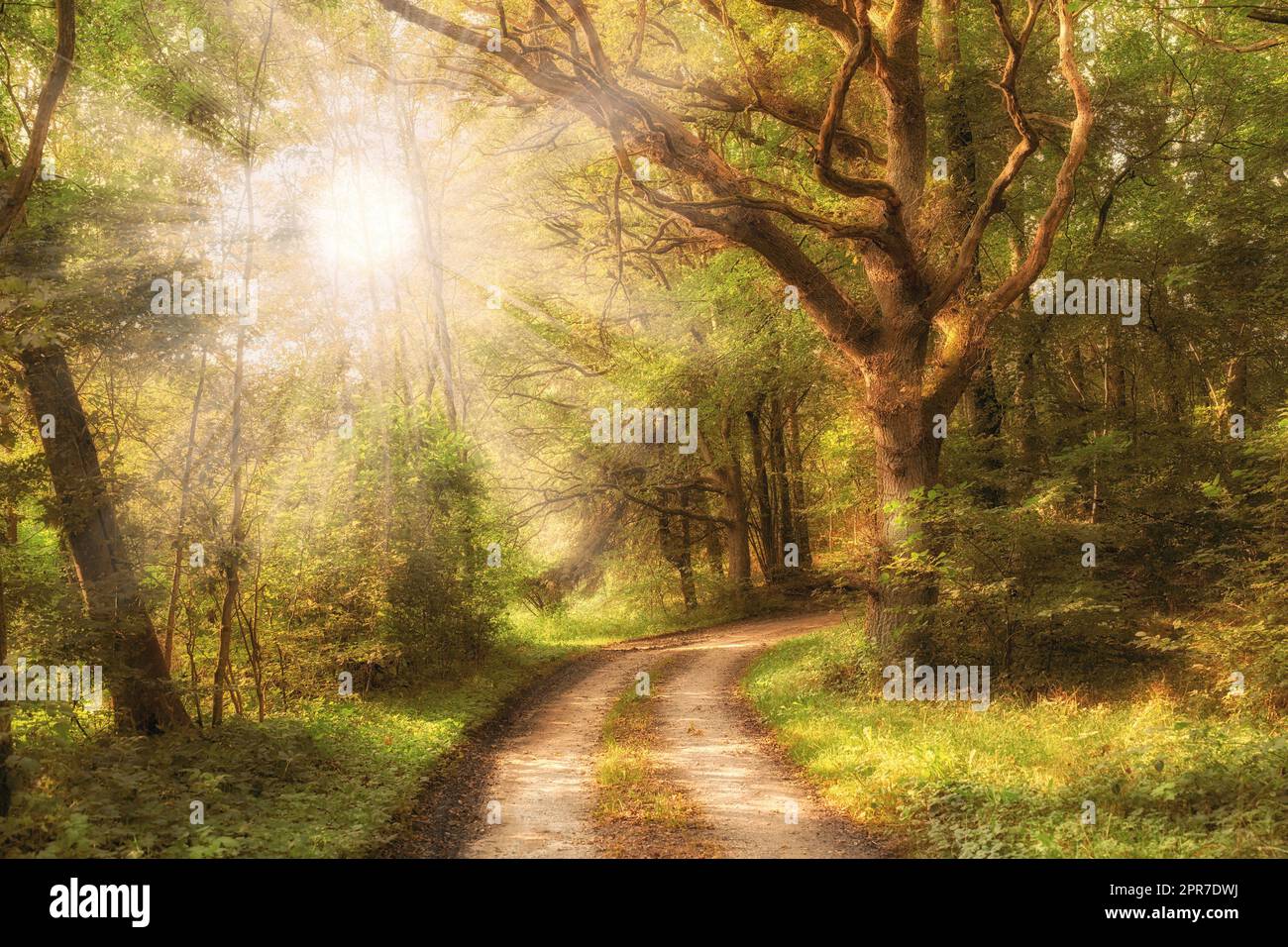 Wunderschöner Wald im Herbst mit Sonnenlicht, das durch Bäume dringt. Ruhige, ruhige und natürliche Wälder mit einem magischen Wanderweg. Grüne Pflanzen an einem warmen Herbsttag, perfekt zum Entspannen Stockfoto