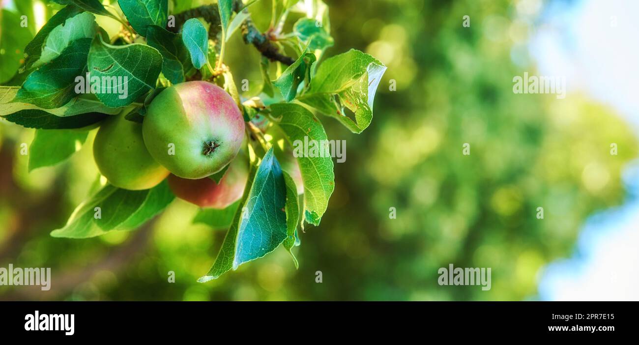 Nahaufnahme roter und grüner Äpfel, die auf einem Baum in einem nachhaltigen Obstgarten auf einem Bauernhof in einer abgelegenen Landschaft reifen. Anbau frischer, gesunder Obstprodukte für Stockfoto