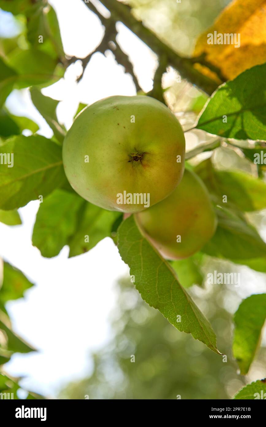 Nahaufnahme frischer grüner Äpfel auf nachhaltigem Obstbau auf dem Land mit Astblättern. Blick auf einen Apfelbaum mit gesunden, köstlichen Imbissfrüchten für Ernährung, Ernährung oder Vitamine Stockfoto