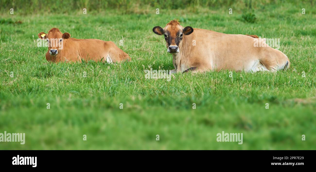 Zwei braune Kühe, die auf einem Bio-Milchviehbetrieb auf dem Land liegen. Rinder oder Nutztiere auf einem offenen, leeren und abgeschiedenen Wiesenfeld oder einer Wiese. Tiere in ihrer natürlichen Umgebung in der Natur Stockfoto