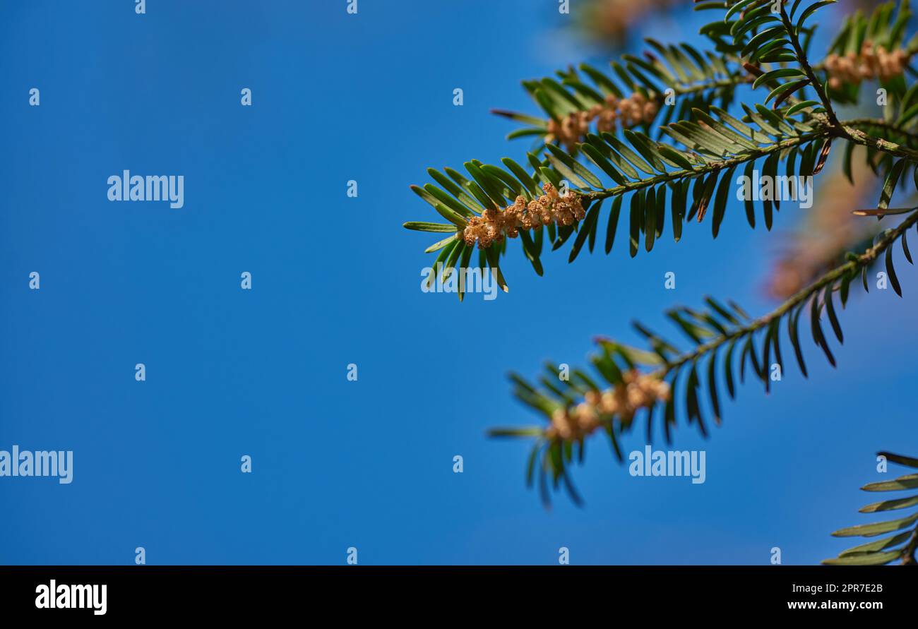 Taxus baccata oder europäische Eibe mit dunkelgrünem Laub und männlichen Blüten, die vor einem klaren blauen Himmelshintergrund wachsen, mit Kopierraum von unten. Immergrüne und Nadelbäume oder Sträucher mit lebhaften Blüten Stockfoto