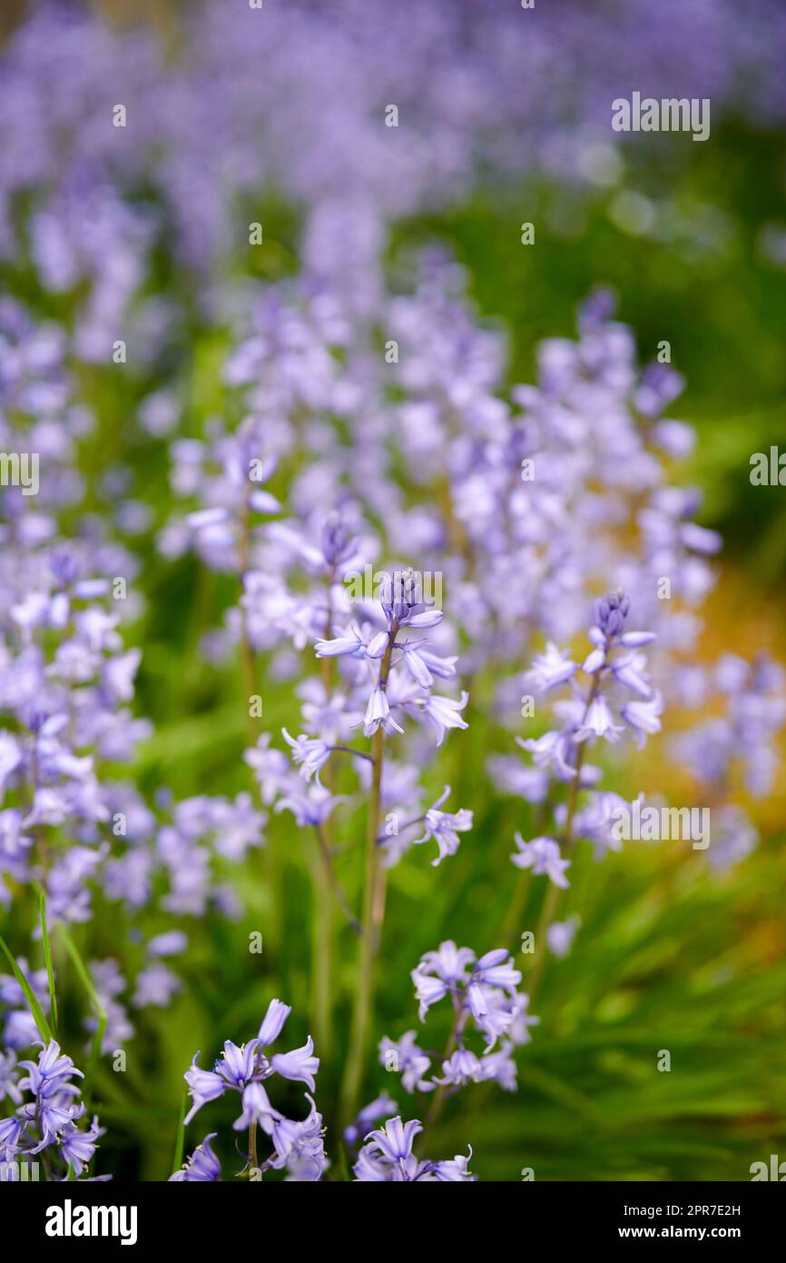 An einem Sommernachmittag wachsen in einem Garten lebendige Bluebell-Blumen. Ein Haufen leuchtend lila Pflanzen im Freien in einem botanischen Wald. Details der Laubblüte in der Natur im Frühling Stockfoto