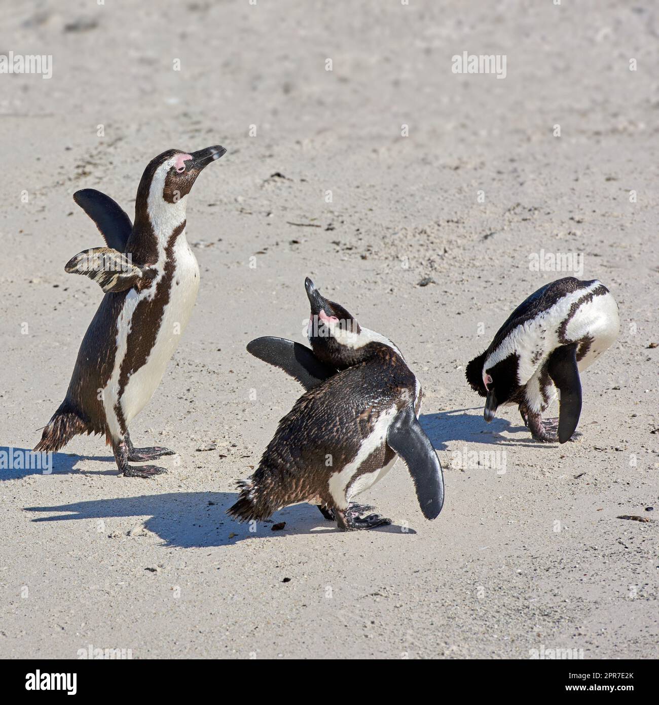 Pinguine am Boulders Beach in Südafrika. Vögel spielen und laufen auf dem Sand an einem abgeschiedenen und leeren Strand. Tiere auf einer abgelegenen und abgeschiedenen beliebten Touristenattraktion in Kapstadt Stockfoto