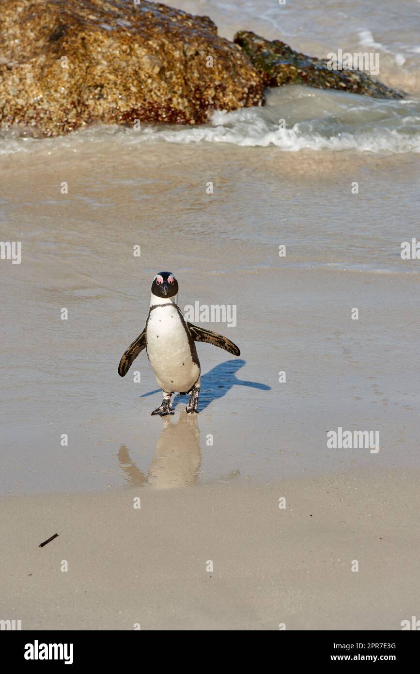 Porträt eines Pinguins im flachen Meerwasser mit Kopierraum. Eine flugunfähige und vom Aussterben bedrohte Schwarzfußpinguinart oder Cape-Pinguin-Art an einem Sandstrand in Kapstadt, Südafrika Stockfoto