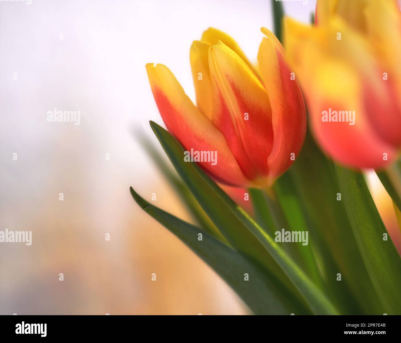 Nahaufnahme orangefarbener Tulpen auf isoliertem Hintergrund mit Kopierraum. Ein Blumenstrauß oder ein Haufen wunderschöner Tulpenblumen mit grünen Stielen, die als Schmuck für ihre Schönheit und den Duft von Blumen gezüchtet werden Stockfoto