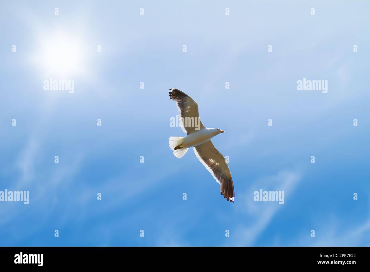 Flachwinkel-Sicht auf fliegende Möwe isoliert vor blauem Himmelshintergrund, Sonne, Kopierraum. Weißer Vogel, der allein auf der Suche nach Nistplätzen aufsteigt. Vogelbeobachtung wandernde Vogelarten, die nach Nahrung Ausschau halten Stockfoto
