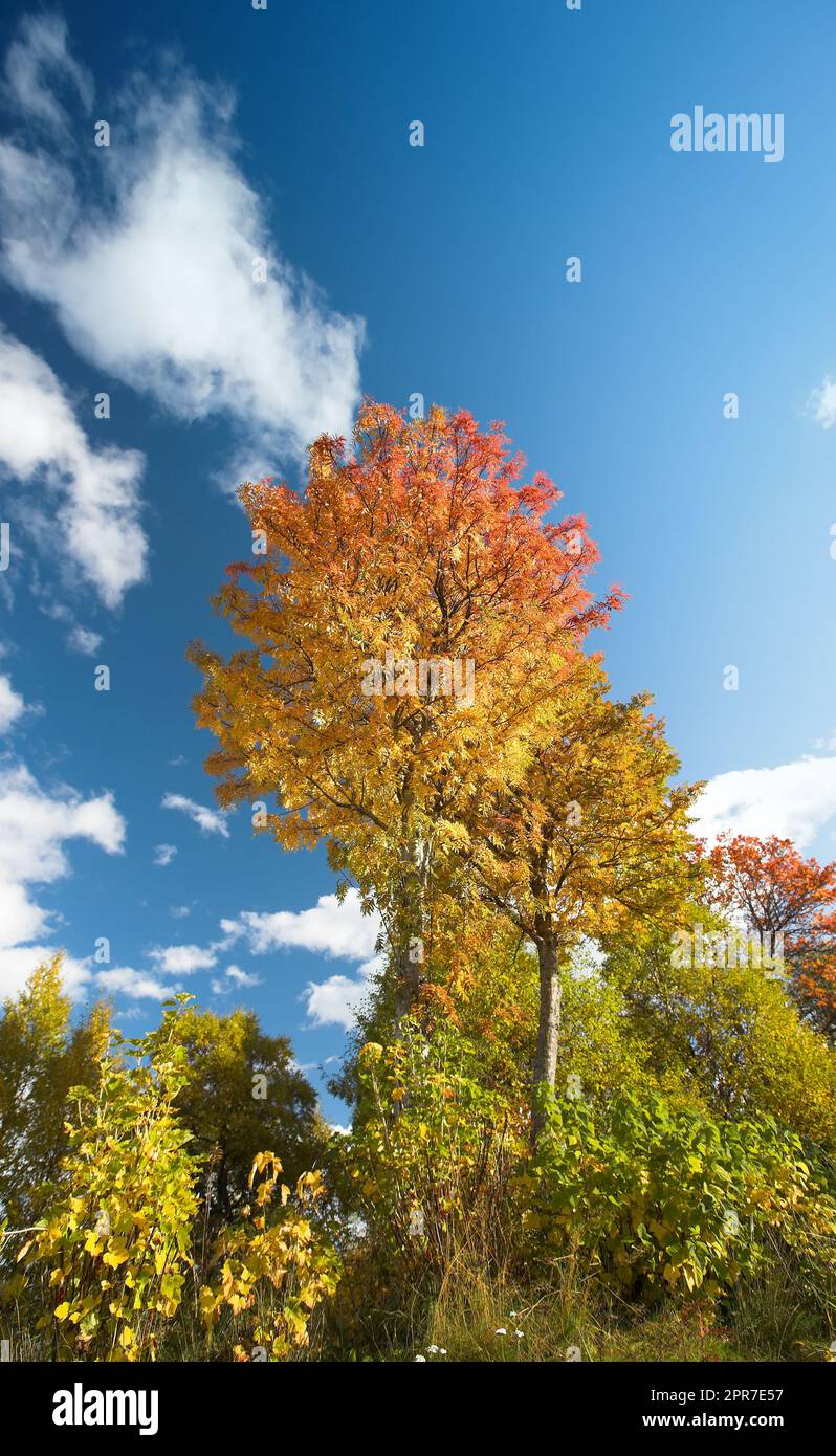 Im Herbst wechseln die Bäume in einem niedrigen Winkel die Farben gegen einen wolkigen blauen Himmel mit Kopierbereich. Hohe Eichen in einer bunten Waldlandschaft in abgeschiedenen Wäldern. Üppige rote und gelbe Blätter in der Herbstsaison Stockfoto