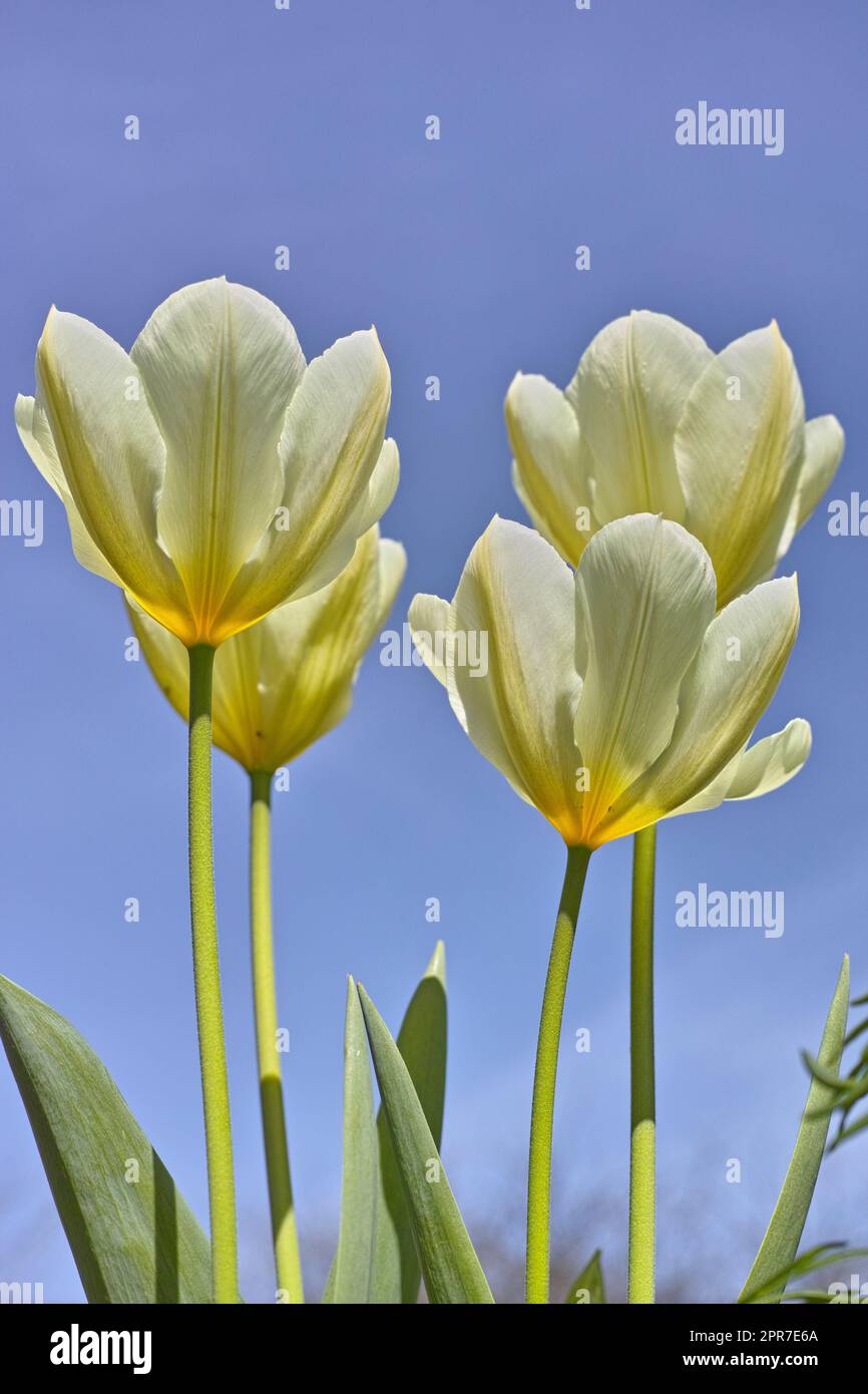 Nahaufnahme weißer Tulpen, die vor dem Hintergrund des blauen Himmels wachsen, blühen und blühen. Blick auf blühende Blumen aus niedrigem Winkel. Gartenbau, Anbau von dekorativen Pflanzen, die Liebe oder Zuneigung symbolisieren Stockfoto