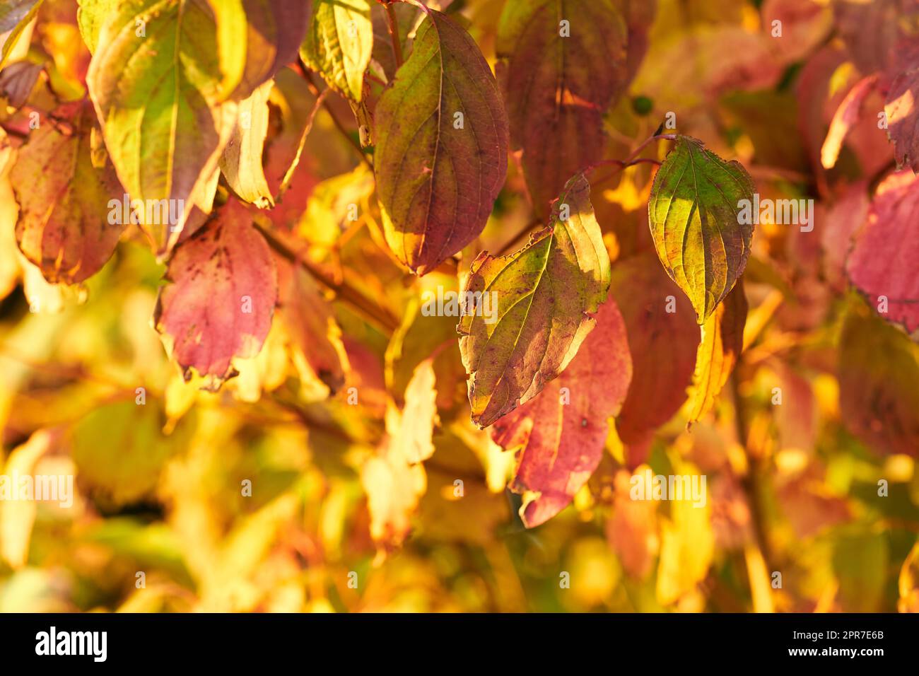 An einem sonnigen Nachmittag im Wald erstrahlt der helle und lebhafte Herbst. Nahaufnahme eines goldgelben und orangefarbenen Baumes während der Herbstsaison in der Natur an einem sonnigen Tag Stockfoto