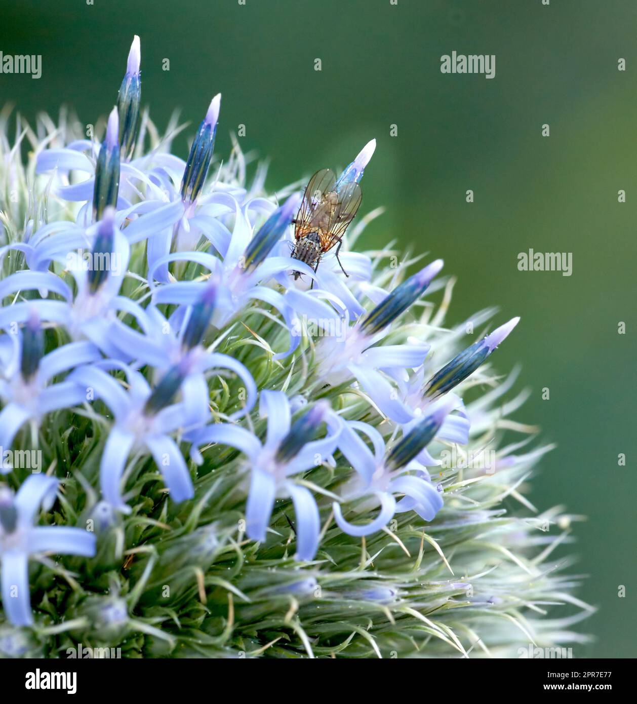 Nahaufnahme einer Distelpflanze mit blauem Globus, die im Sommer von Bienen in einem Garten bestäubt wird. Die Botanik wächst auf einem grünen Feld auf dem Land. Wildblumen blühen mit Insekten auf einer Wiese Stockfoto