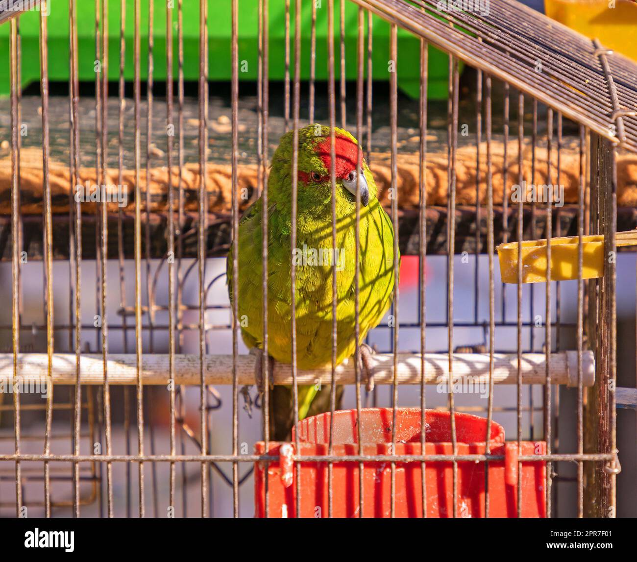 Papagei in einem Metallkäfig auf dem Markt Stockfoto
