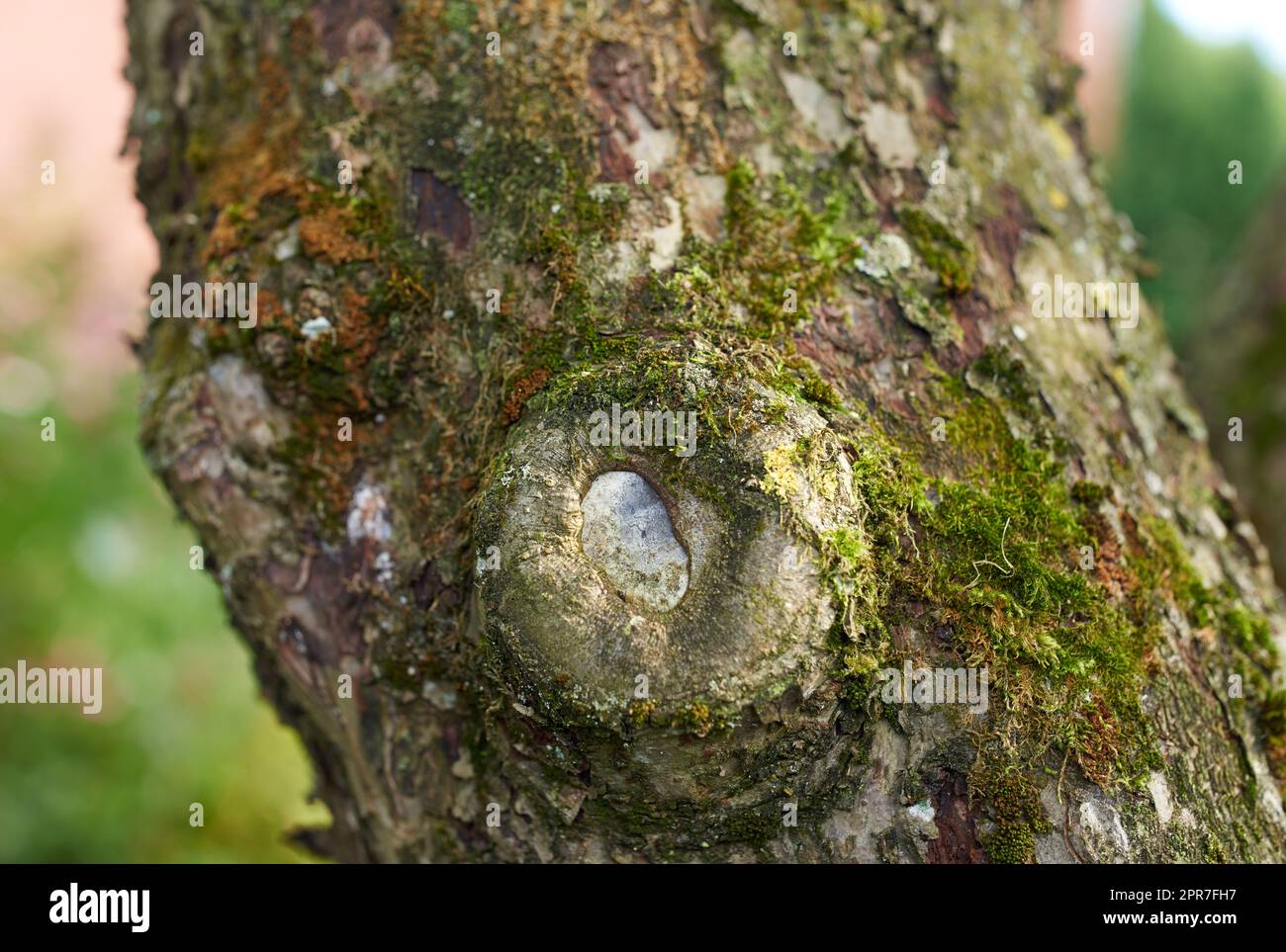 Baum mit grünem Moos, der auf dem Stamm in einer abgelegenen Umgebung in der Natur wächst. Makroansicht von Details, strukturierte Algen, die sich ausbreiten und einen Holzstamm in einer abgelegenen Naturlandschaft bedecken Stockfoto