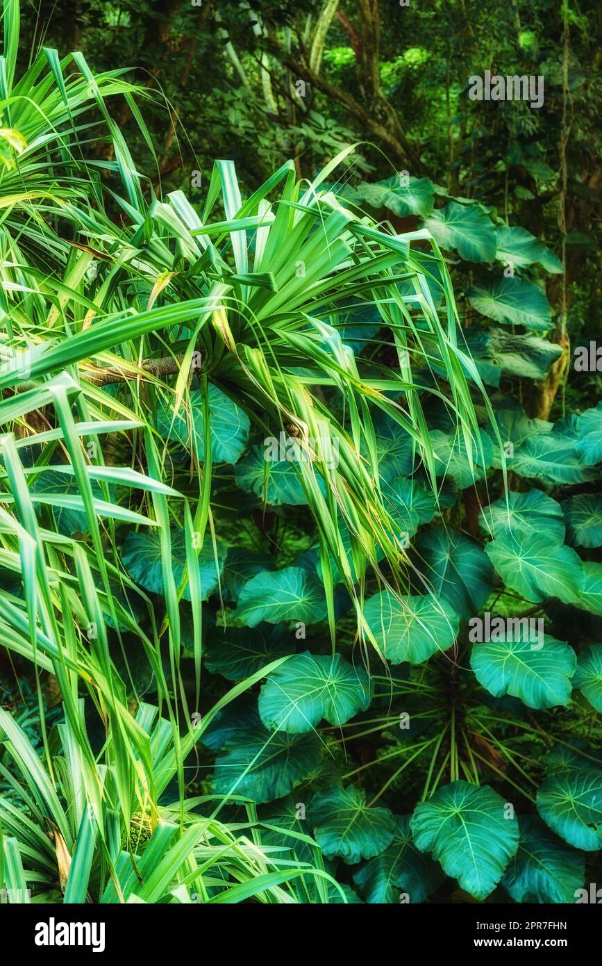 Lebhafte Blätter von Parasol-Blättern und Schraubenkiefer wachsen in unberührter Natur in Hawaii, USA. Breite Blattmuster in einem beruhigenden, beruhigenden Wald. Das grüne Baldachin in ruhiger Harmonie in einem friedlichen Park Stockfoto