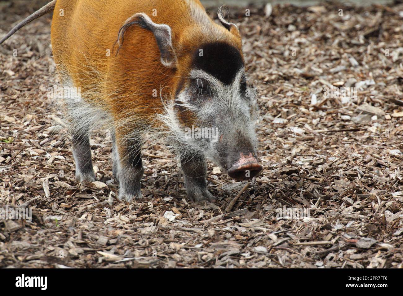 Pinselohrschwein-Schweinefleischohr (Potamochoerus porcus) Stockfoto