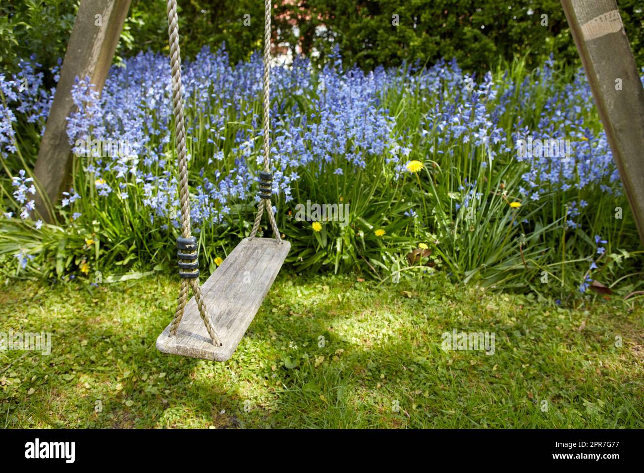 Alte Holzschaukel in einem Garten mit blauen Blumen und Moos in einem üppigen Garten. Friedliche Szene eines vergessenen Spielplatzes mit lebhaften wilden Blauen Glocken und überwuchertem Rasen im Frühling mit Kopierplatz Stockfoto
