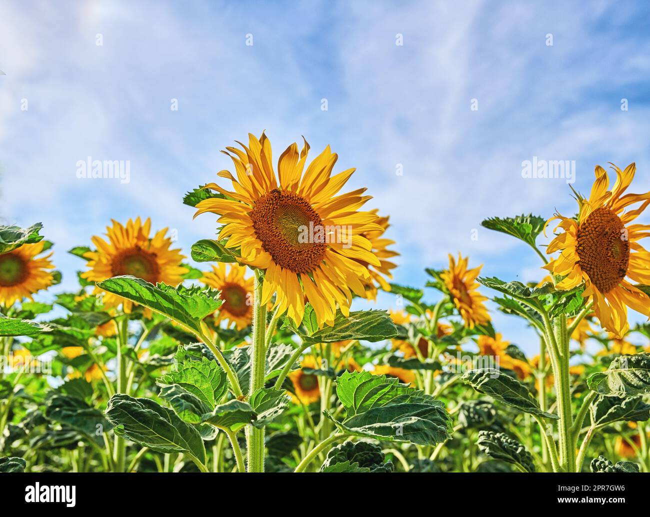 Riesige russische Sonnenblumen wachsen auf einem Feld oder Garten mit einem wolkigen blauen Himmelshintergrund. Nahaufnahme des wunderschönen hohen helianthus annuus mit leuchtend gelben Blütenblättern, die im Frühling blühen und blühen Stockfoto