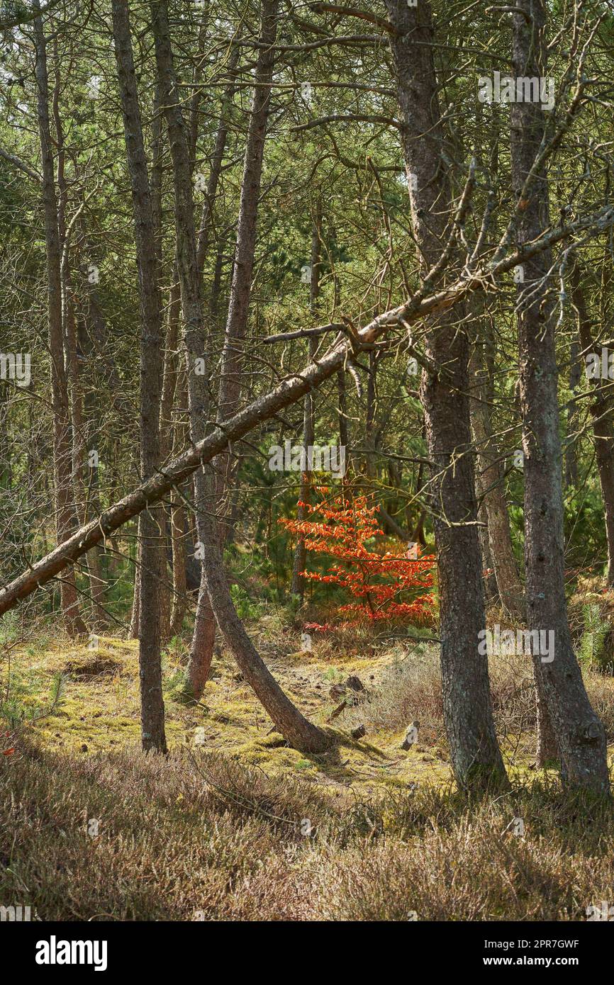 Entwaldung von Tannen-, Zedern- oder Kiefernästen in ruhigen Wäldern in Deutschland. Trockene Herbstbäume auf einer abgelegenen Nadelwiesen. Umweltschutz und Anbau von Harz aus einem Wald Stockfoto