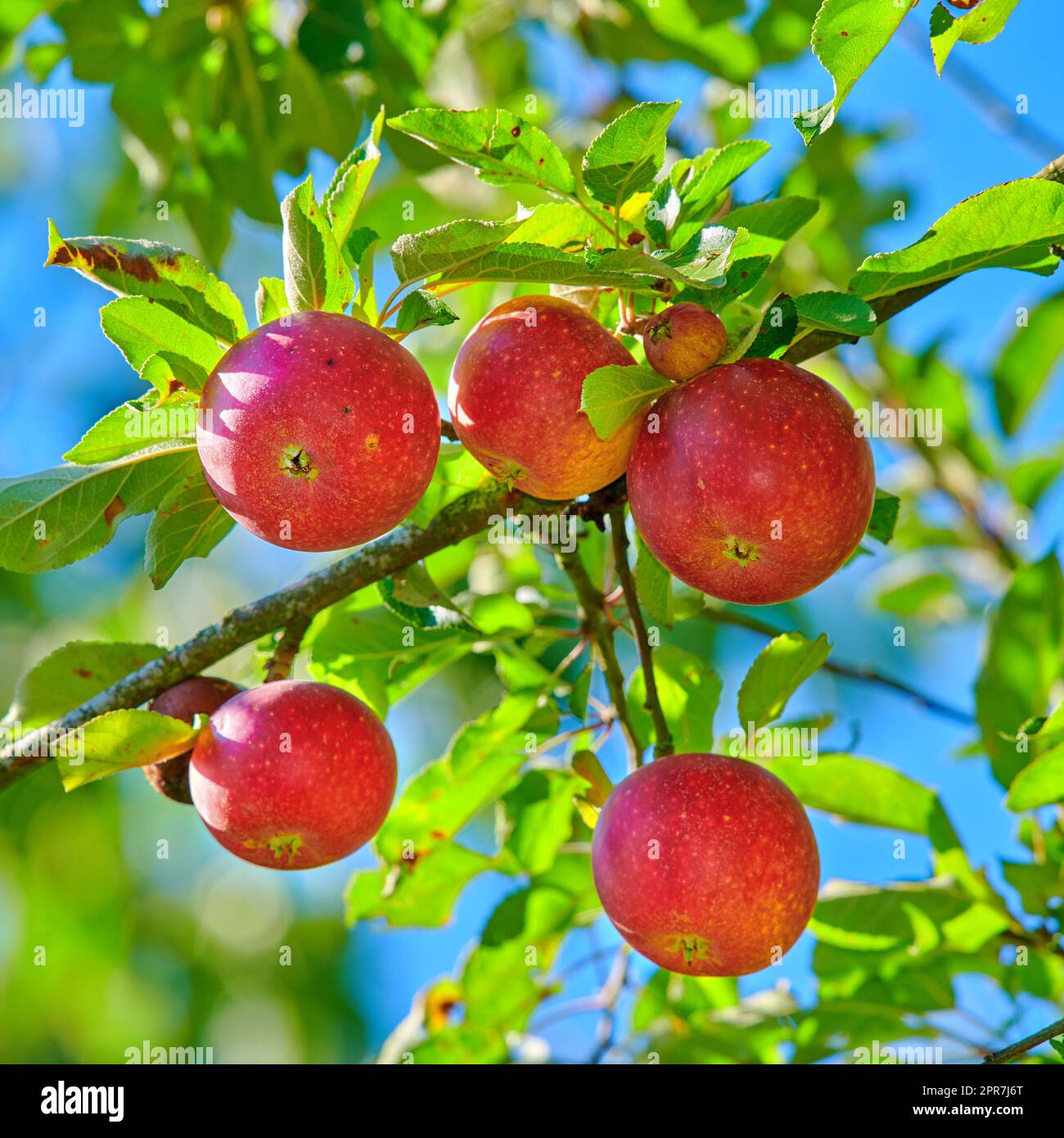 Köstliche rote Äpfel auf einem Baum mit grünen Blättern vor blauem Himmelshintergrund. Nahaufnahme von gesunden Bio-Früchten, die auf einem Obstgarten auf einem nachhaltigen Bauernhof angebaut werden. Nahrhafte frische Erzeugnisse in der Erntesaison Stockfoto